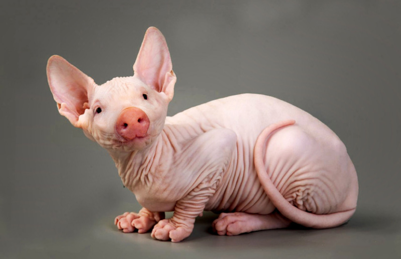 Illustration for article titled Common Animals Morphed Into Terrifying New Species